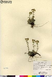 Artemisia globularia image