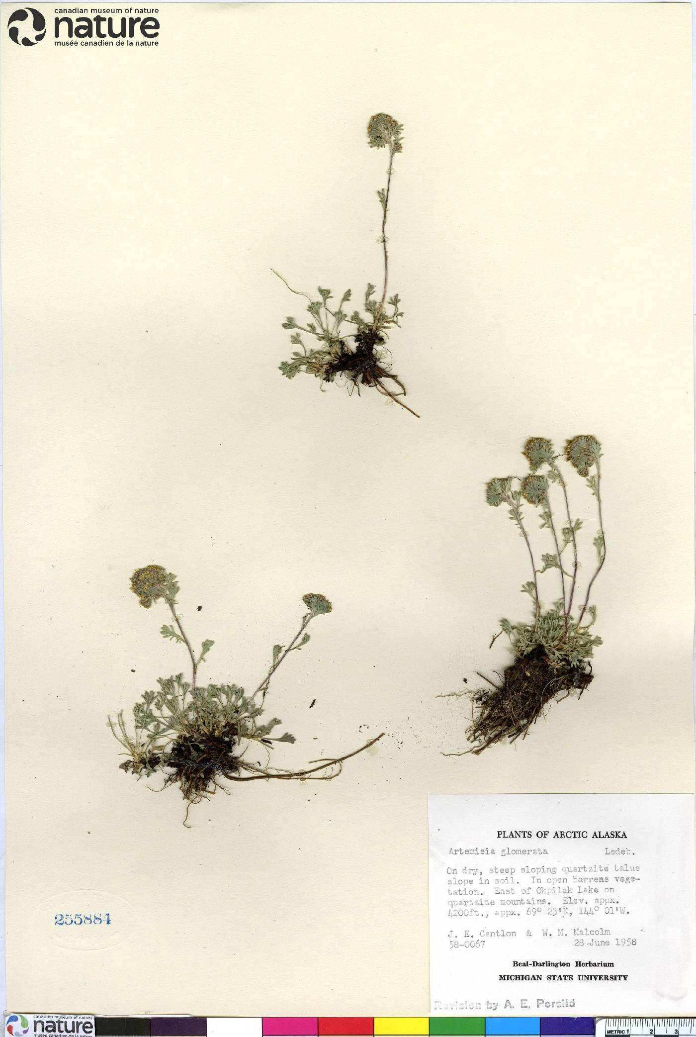 Artemisia globularia image