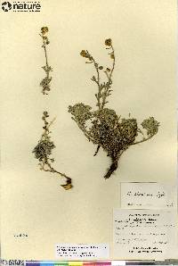 Artemisia kruhsiana subsp. alaskana image