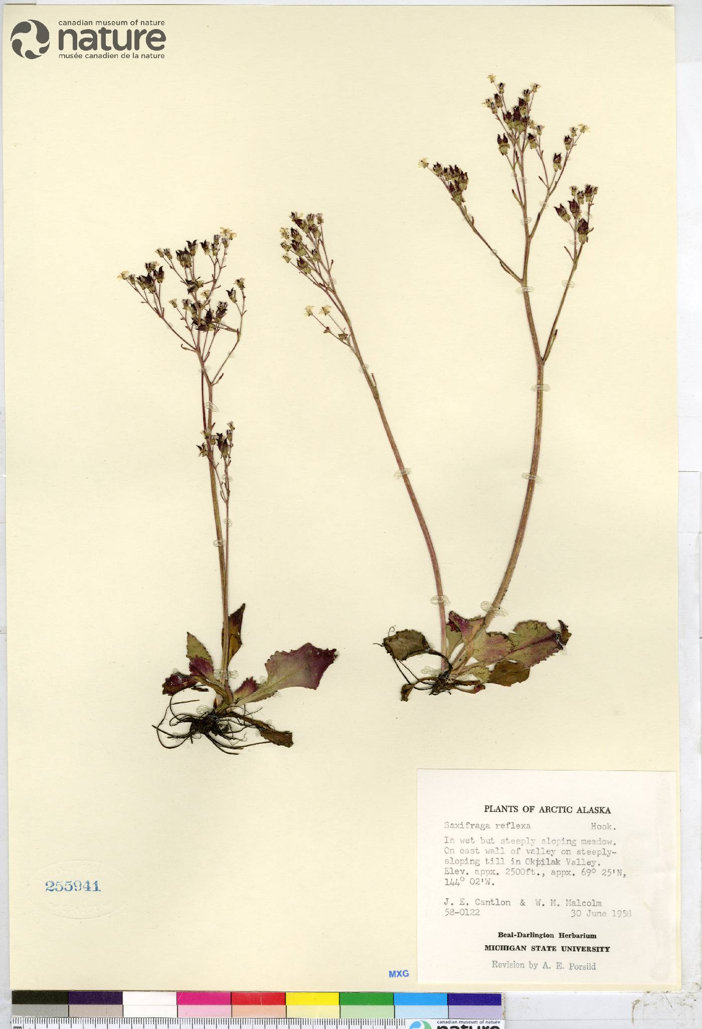 Micranthes reflexa image