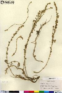 Artemisia frigida image