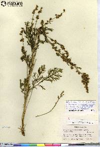 Artemisia macrobotrys image