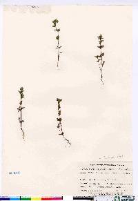 Euphrasia frigida image