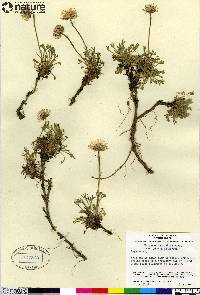 Erigeron compositus image