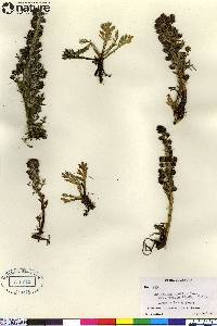 Artemisia arctica subsp. comata image