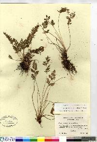 Cryptogramma acrostichoides image