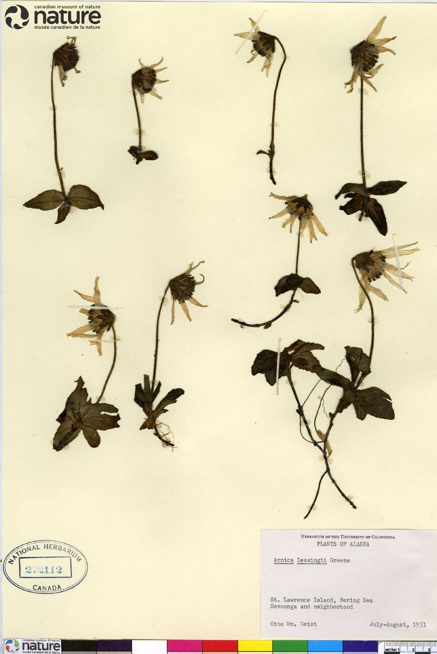 Arnica lessingii image