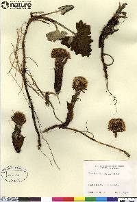 Petasites frigidus image