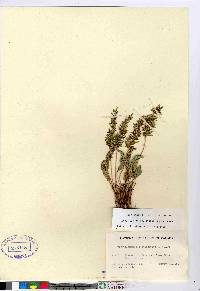 Cryptogramma acrostichoides image