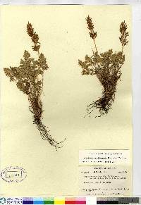 Cryptogramma sitchensis image