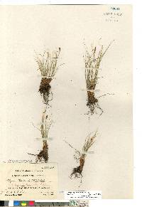 Carex myosuroides image