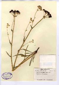 Bupleurum americanum image