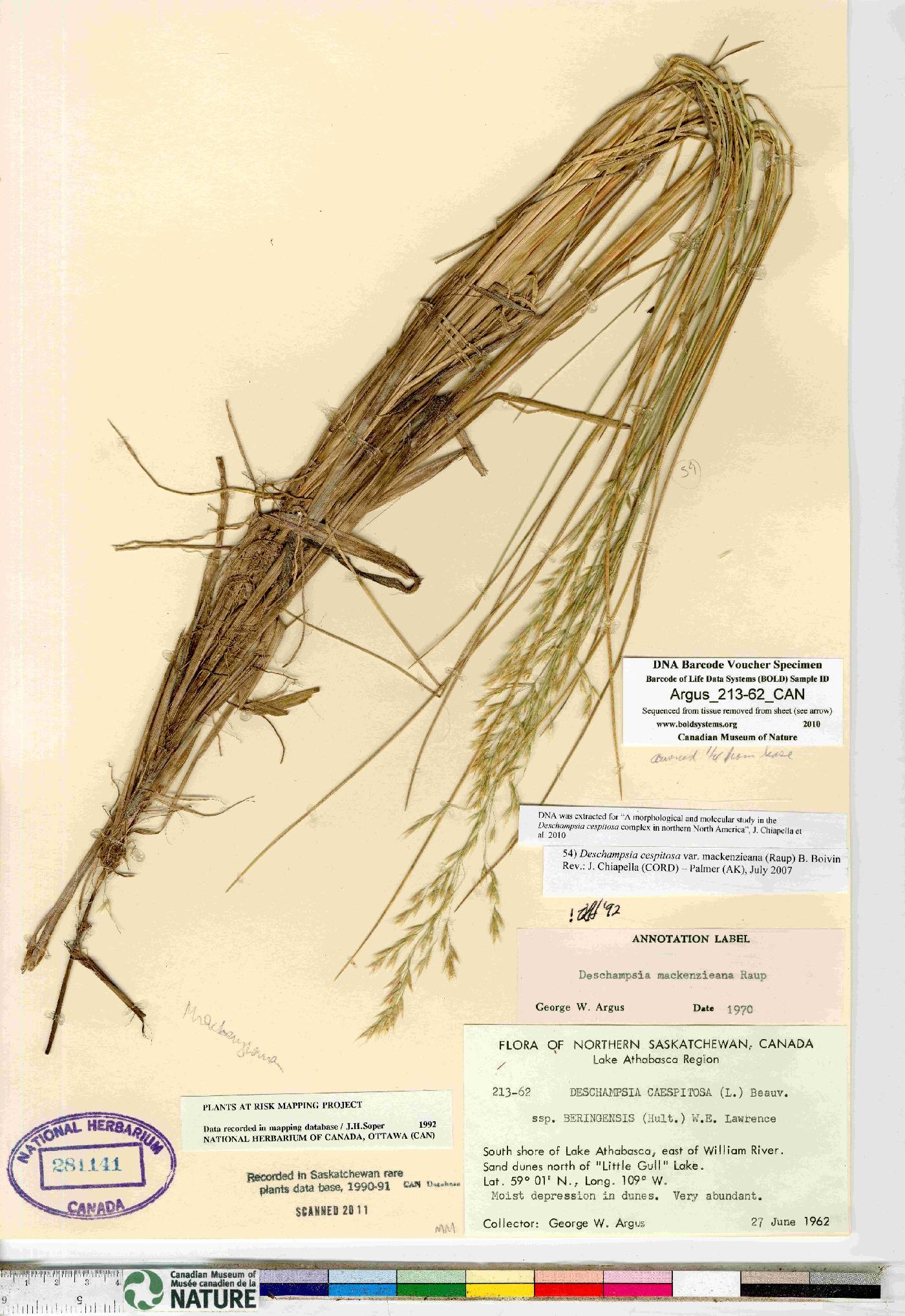 Deschampsia mackenzieana image