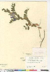 Lathyrus japonicus image