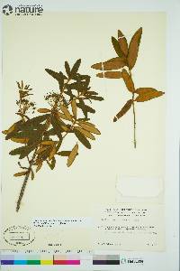 Rhododendron groenlandicum image