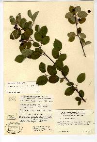 Amelanchier laevis image