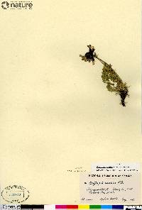 Oxytropis arctica var. bellii image