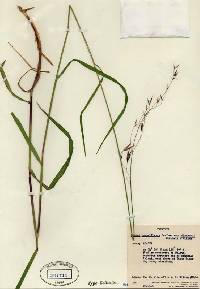 Bromus pumpellianus subsp. dicksonii image