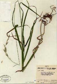 Bromus pumpellianus subsp. dicksonii image