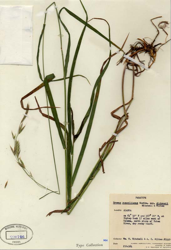 Bromus pumpellianus subsp. dicksonii image