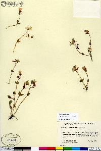 Claytonia sarmentosa image