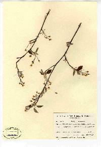 Amelanchier stolonifera image