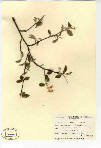 Amelanchier stolonifera image