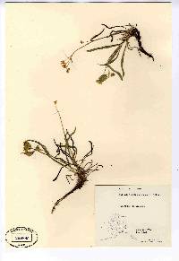 Bupleurum americanum image