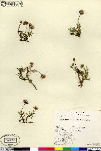 Erigeron purpuratus image