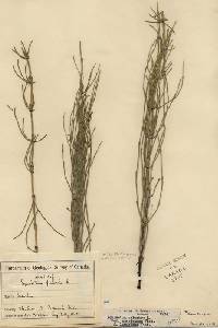 Equisetum palustre image