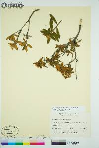 Rhododendron groenlandicum image