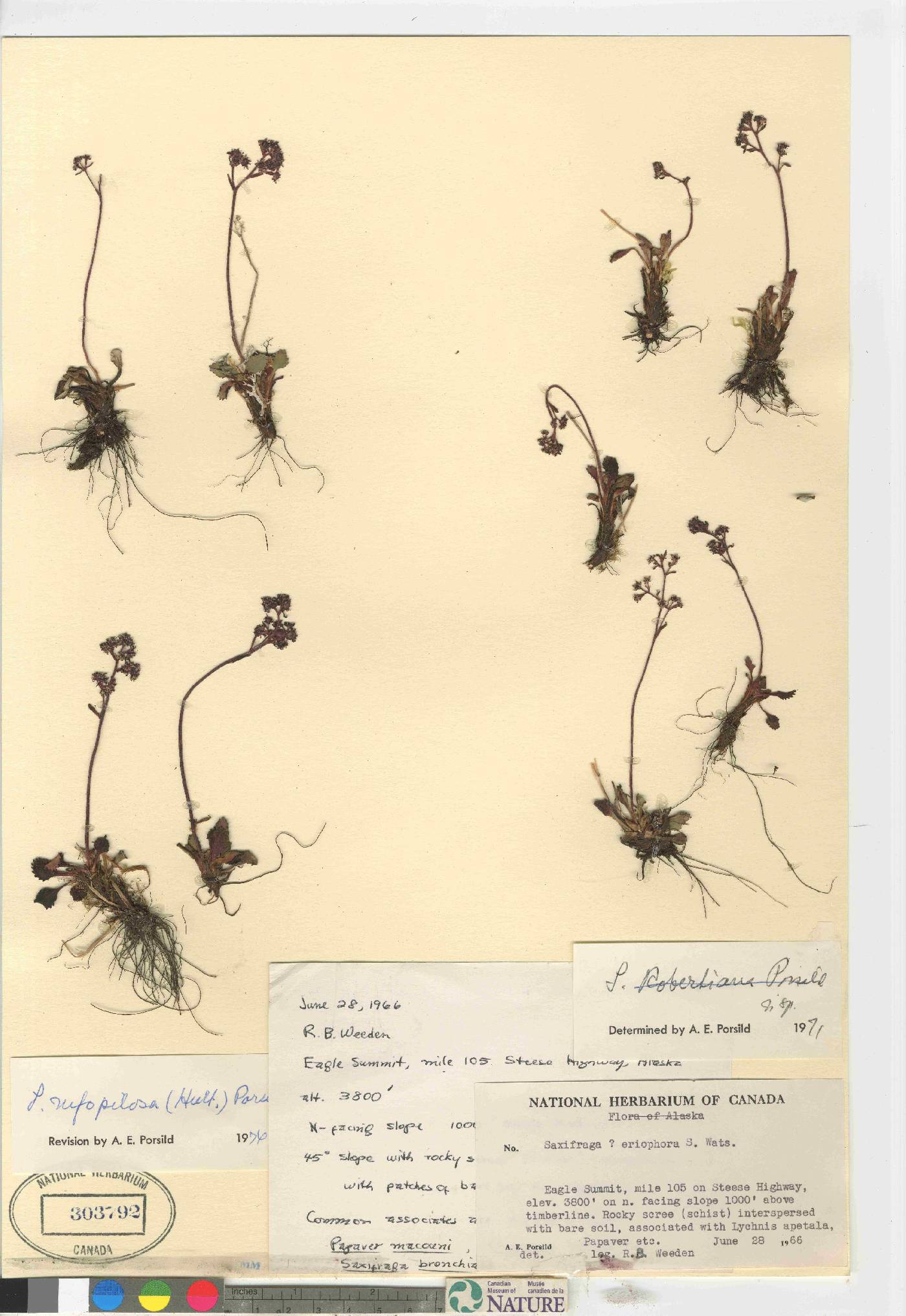 Saxifraga rufopilosa image