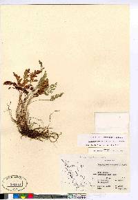 Cryptogramma acrostichoides image