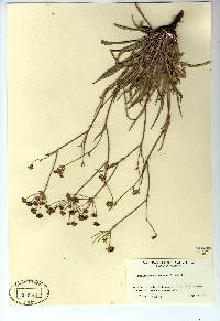 Bupleurum americanum image