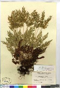 Cryptogramma acrostichoides image