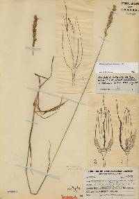 Calamagrostis purpurascens var. purpurascens image