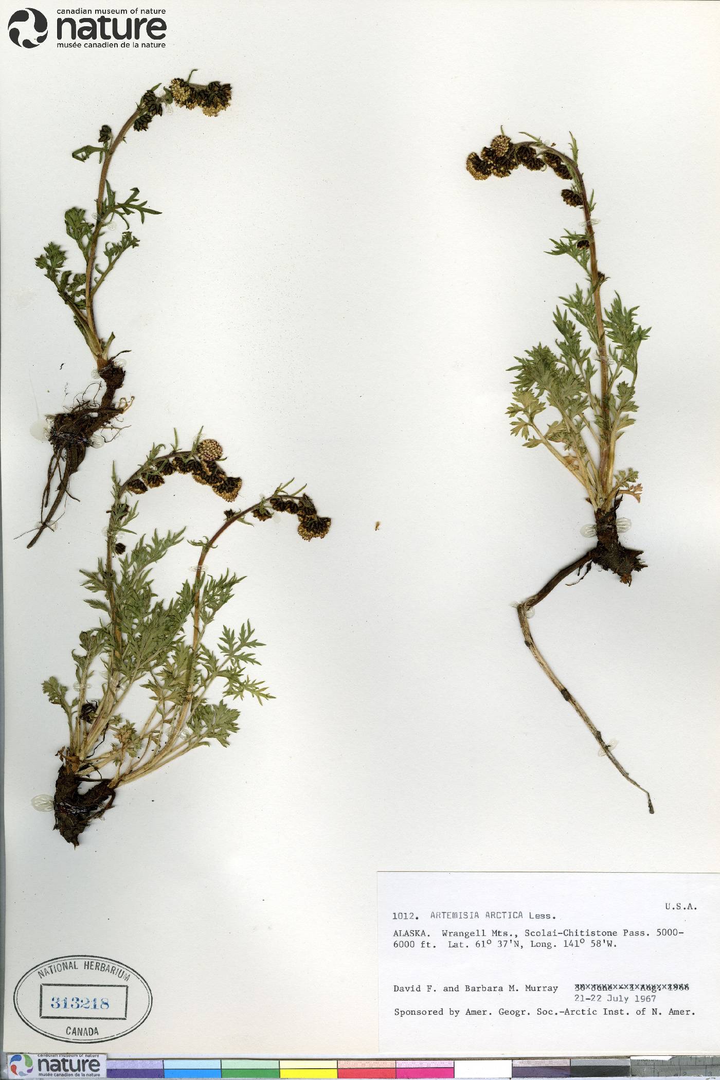 Artemisia arctica image