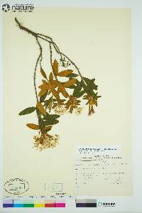 Rhododendron groenlandicum image