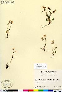 Claytonia sarmentosa image