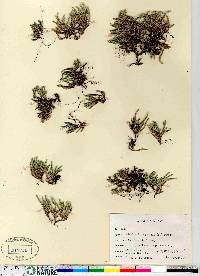 Selaginella rupestris image