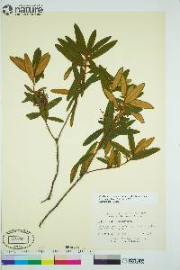 Rhododendron groenlandicum image