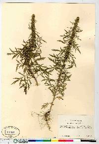 Artemisia biennis image