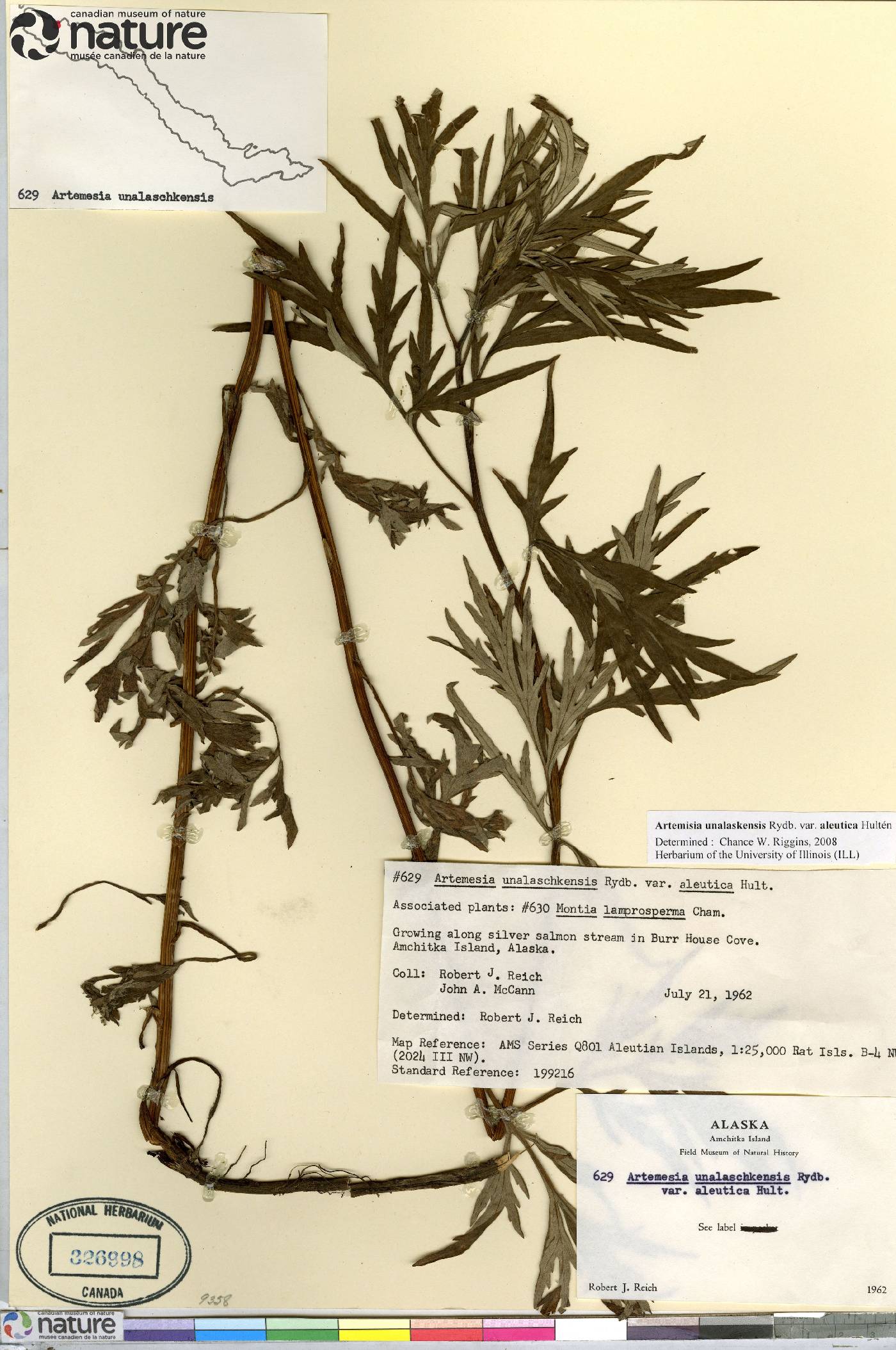 Artemisia unalaskensis var. aleutica image