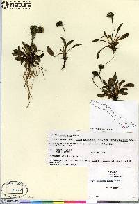 Hieracium triste image