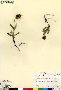 Arnica lessingii subsp. lessingii image