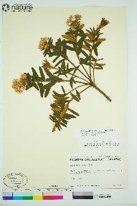 Rhododendron groenlandicum image