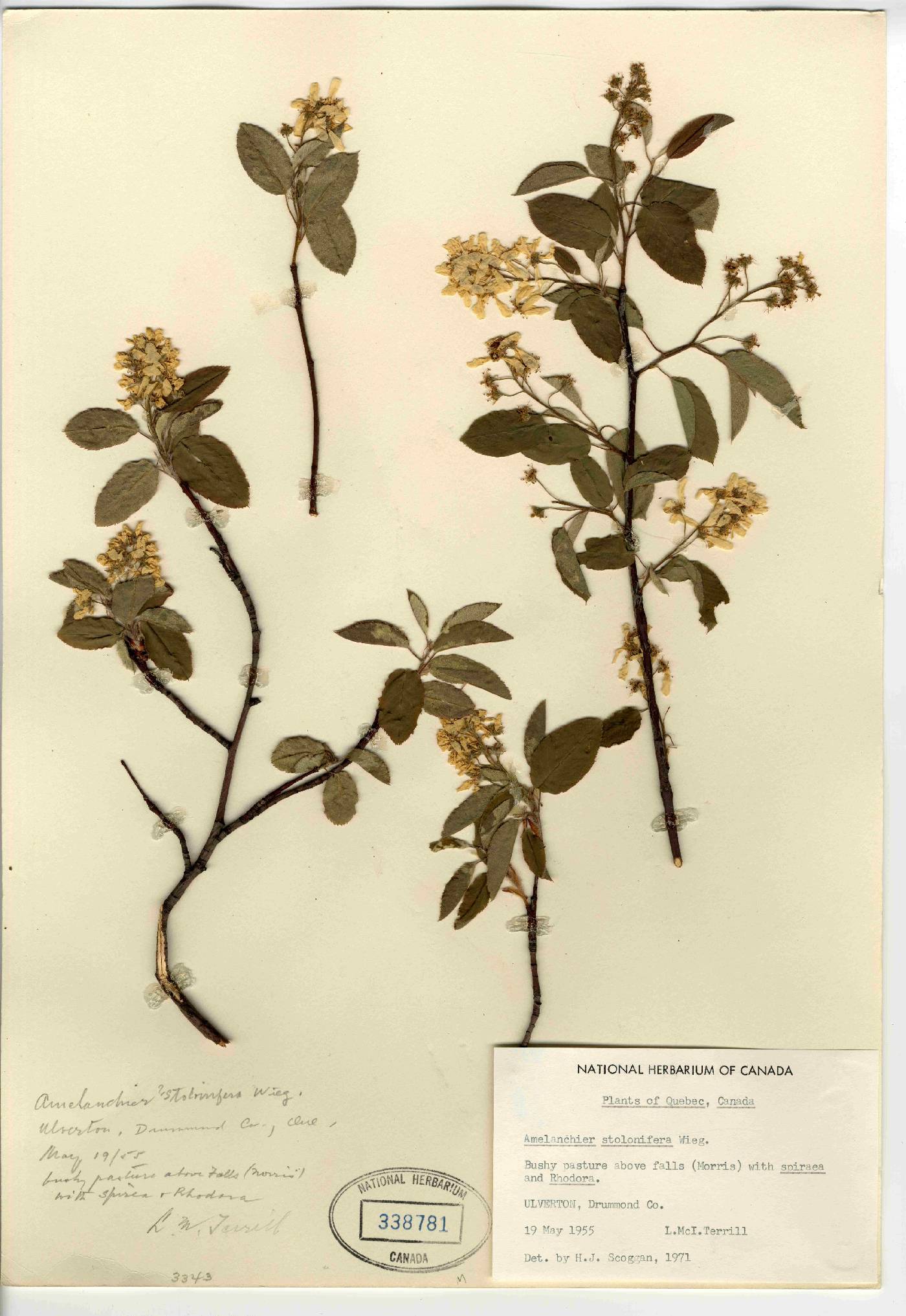 Amelanchier stolonifera image