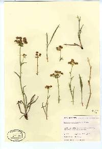 Bupleurum americanum image