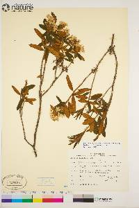 Rhododendron groenlandicum image