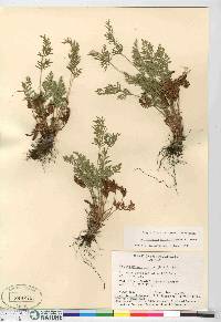 Cryptogramma acrostichoides image